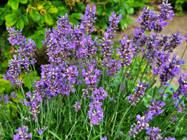 Lavendel Hidcote Blue stain blaue blüten